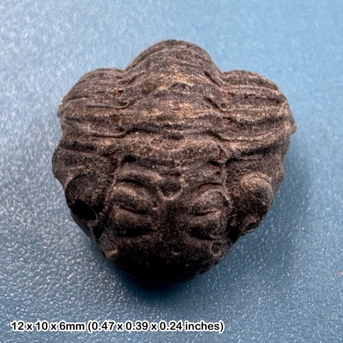 Enrolled phacops trilobite - enrolled,