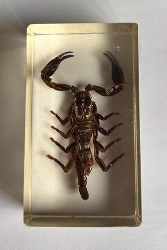 Real insect - real, scorpion)