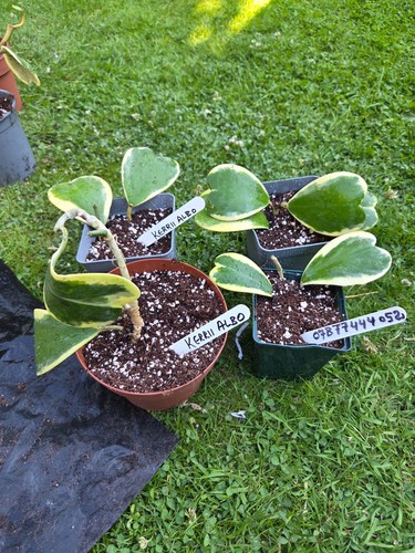 Hoya kerrii leaf small - leaf,