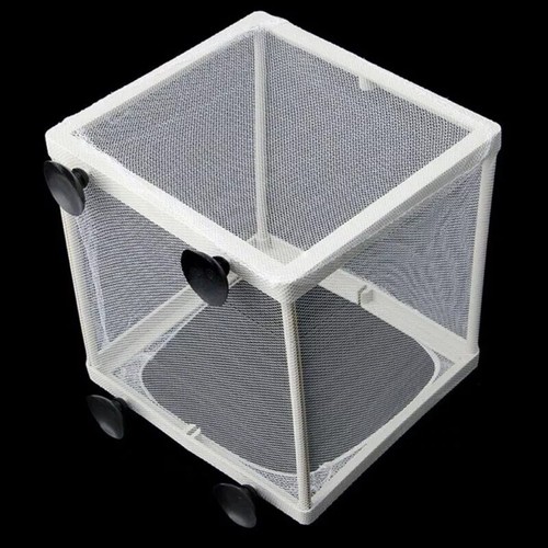 Aquarium fish tank guppy - fish,
