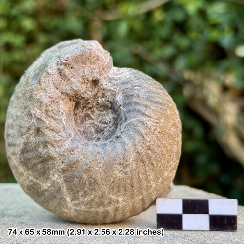 Cadoceras fossil ammonite - cadoceras,