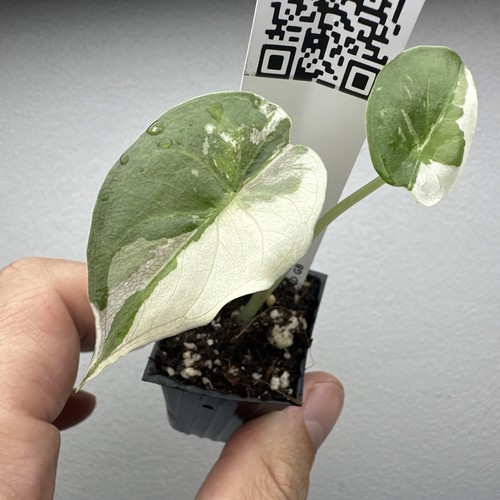 Alocasia wentii albo - wentii, pink