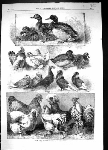 Old 1863 prize birds - 1863,