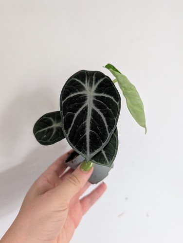 Alocasia ninja houseplant - ninja,
