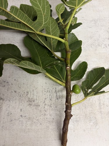 Ronde bordeaux fig cuttings - de,
