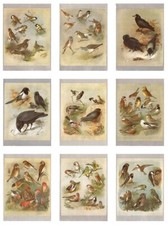 Bird,Prints,St Kilda