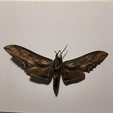 Real Butterfly/Moth Spread