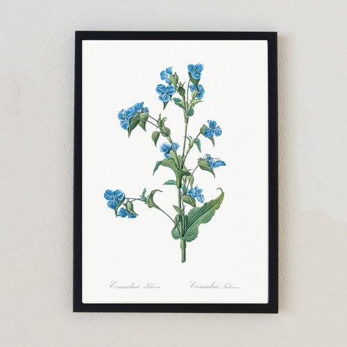 Botanical vintage illustration - vintage,