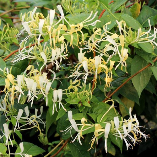 Lonicera similis delavayi - similis,