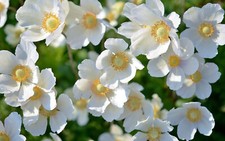 20 ANEMONE CORONARIA WHITE THE