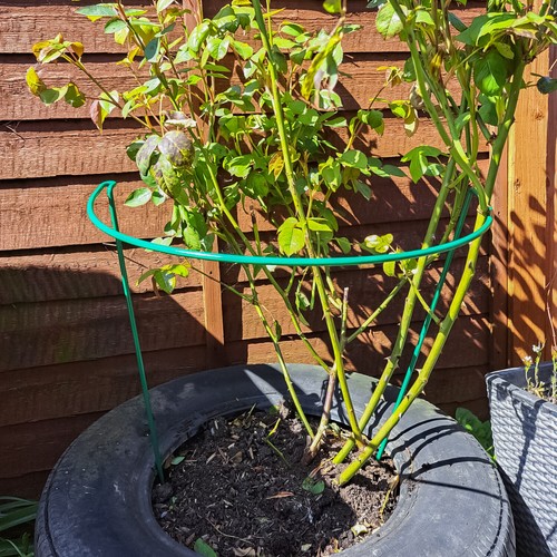 Woodside steel garden - woodside, plant