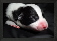 Welsh Corgi Cardigan Framed
