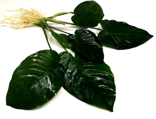 Anubias barteri broad leaf - "broad, leaf"