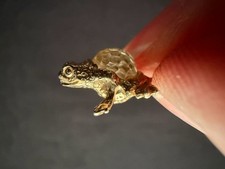 14k Yellow Gold Frog With Faceted Crystal AB Glass Ball Pendant 1.5g