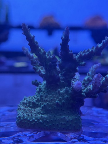 Livestock acropora - (corals),
