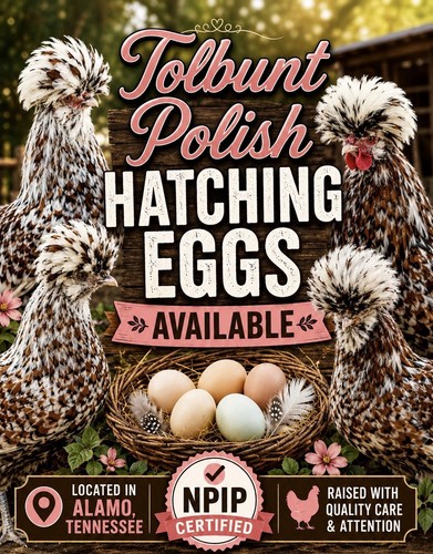 Tolbunt polish hatching - 🐣,