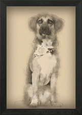 Dog cross breed with a bea