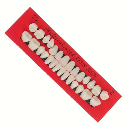 28pcs resin teeth model - resin,