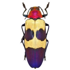 Chrysochroa buqueti ONE REAL