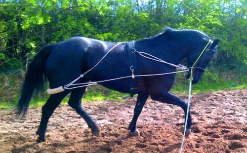 New horse training aid - aid, lunging
