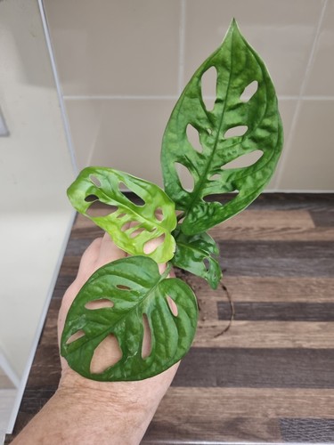 Monstera adansonii cutting - monstera,