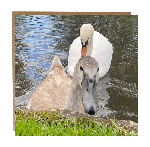 Signet and swan greeting card