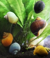 5 Mystery Snails Mixed  Color