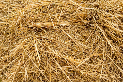 Natural wheat straw - wheat,