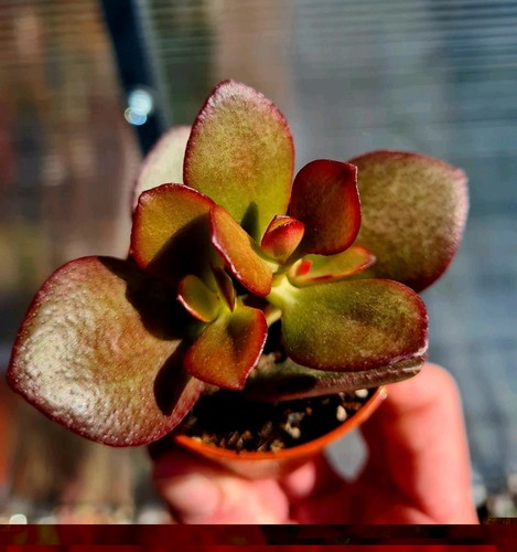 Crassula ovata crosby - crassula, crosby's