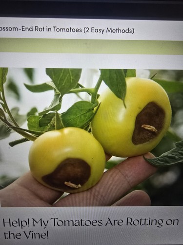 1kg tomato feed calcium to - tomato,