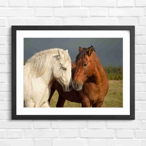White and brown horse - and,