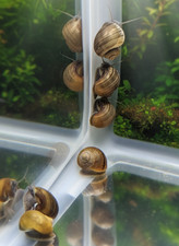 Pomacea Diffusa Mystery Snails