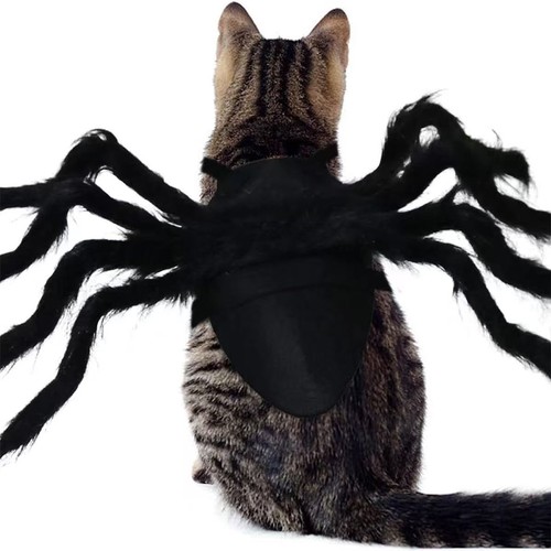 Halloween spider pet costume - pet,