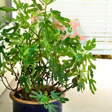 Dwarf Fig Tree Hardy Garden