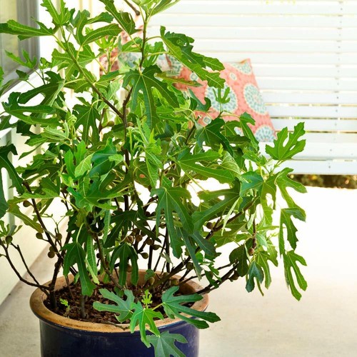 Dwarf fig tree hardy - dwarf,