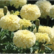 150 x ‘CONSTANCE’ AFRICAN
