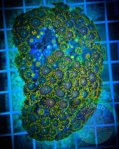 Saf 3 in zoanthid - x,