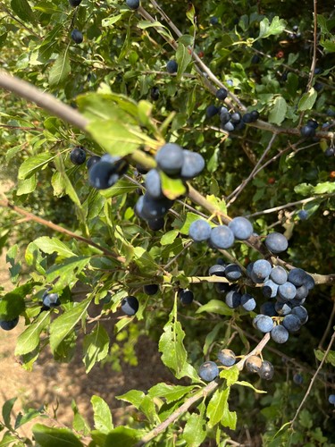 1kg fresh wild sloes - sloes,