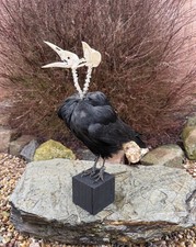 Two headed taxidermy skull - headed,
