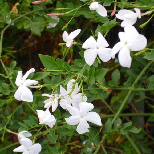 Jasmine officinale 9cm pots - officinale, in