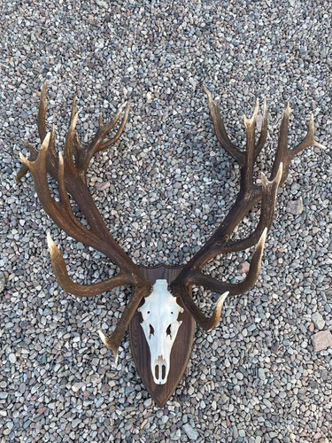 Red stag antlers - , mounted
