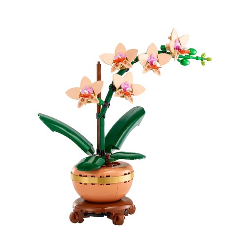 Botanical mini orchid - orchid, building