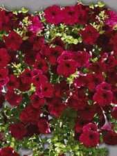 TRAILING PETUNIA SURFENIA SEEDS "RED CASCADE" HANGING BASKETS BALCONIES 
