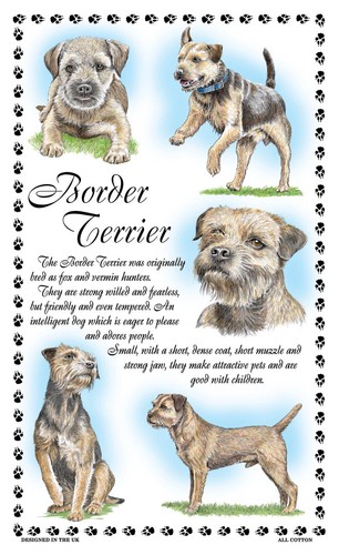 Border terrier dog tea - border,