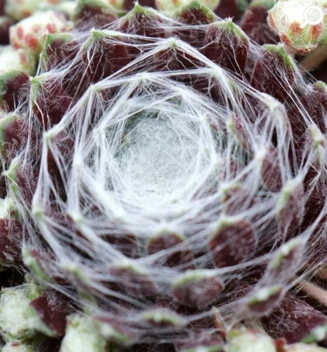 Sempervivum cotton candy - sempervivum,