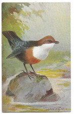 Artist Drawn Postcard of a Dipper Bird (or Water Ousel) by Roland Green