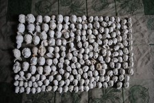 200 antique frozen charlotte