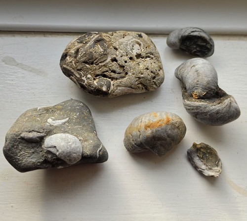 Mixedfossilised devil - mixedfossilised, devil's