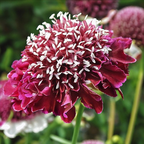 Scabiosa barocca scabious - barocca,