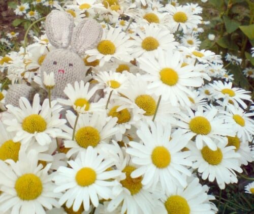Eye daisy wildflower - ,